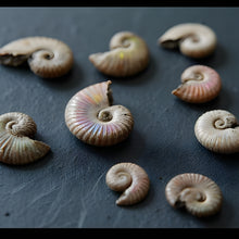Load image into Gallery viewer, Ammonite